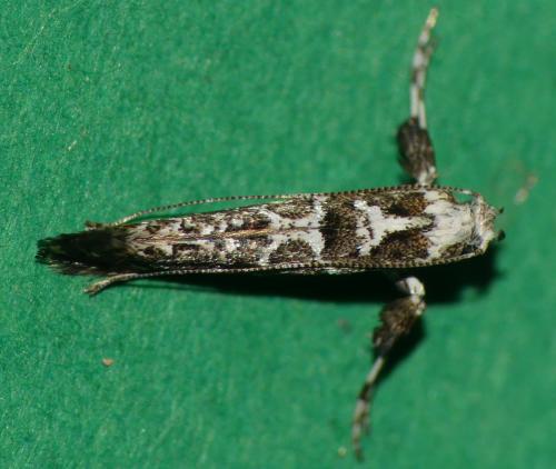 Gracillaria loriolella